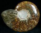 Wide Polished Ammonite Dish #7013-1